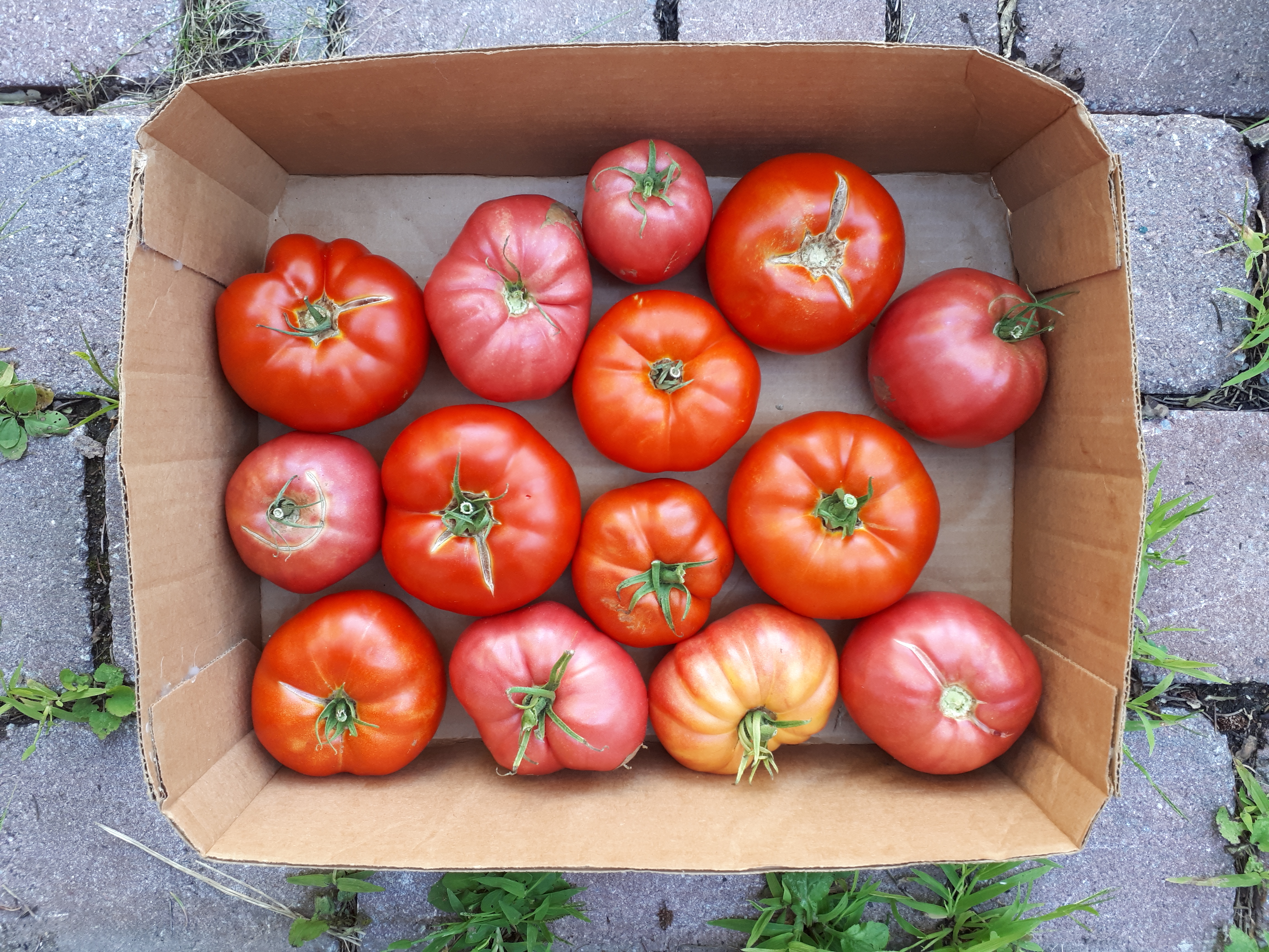 Tomates du jardin